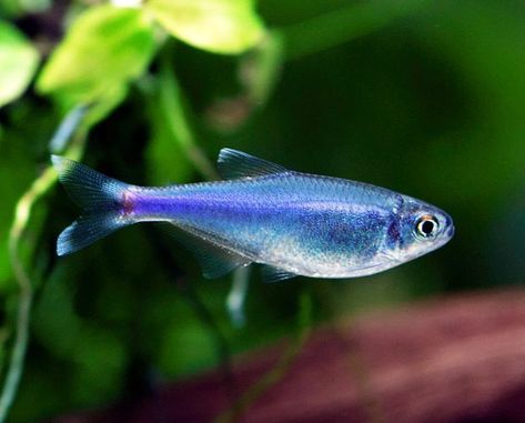 Black Phantom Tetra Fish Fishing, Fish, Aquatic Pets, Shedd Aquarium, Home Aquarium, Live Animals, Natural Environment, Natural World, Fish Pet