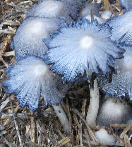 There were several stands of these silver blue mushrooms in our backyard this winter. First time I had ever seen mushrooms this color. Lucy017 Pretty Mushrooms, Blue Mushrooms, Slime Mold, Mushroom Growing, Autumn Blue, Lichen Moss, Mushroom Pictures, Plant Fungus, Slime Mould