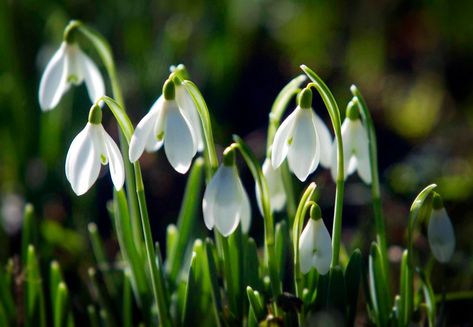 Vita Sackville West, Summer Flowering Bulbs, Meadow Garden, Flower Meanings, Spring Equinox, Spring Wallpaper, First Day Of Spring, Free Things To Do, Little Flowers