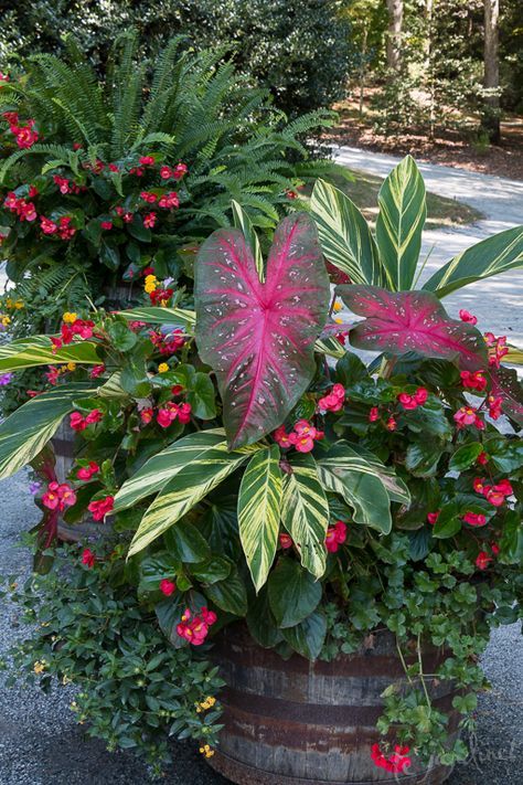 Planter with Caladiums #gardening #jardineria Caladium Planter Ideas, Caladium Container Ideas, Perrenial Gardens Layout, Perrenial Gardens Layout Front Yards, Perrenial Gardens, Container Garden Design, Potted Plants Outdoor, Container Ideas, Meditation Garden