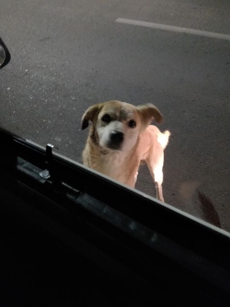 Street dog was curious Night Dog Snap, Street Dog Snap, Street Dogs Aesthetic, Indian Street Dog, Eerie Photography, Dog Images Hd, Dog Snapchats, Cutest Animals On Earth, Turkey Dogs