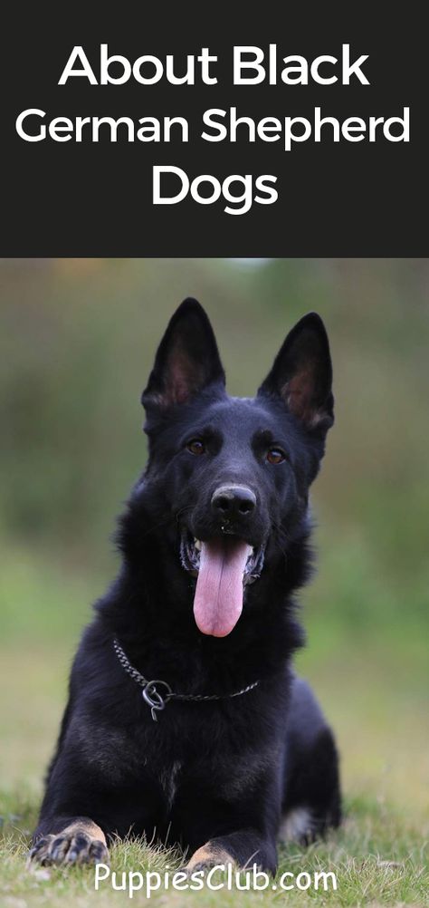 Black Shepherd German, Black Dutch Shepherd, Black German Shepherd Tattoo, Black Shepards, All Black German Shepard, Black German Shepherd Aesthetic, All Black German Shepherd, Black Sable German Shepherd, Shepherd Quotes