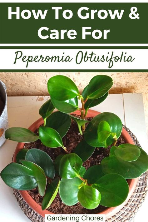 How to Care for the Baby Rubber Plant (Peperomia Obtusifolia) Rubber Plant Indoor, Plant Peperomia, Rubber Plant Care, Baby Rubber Plant, Peperomia Obtusifolia, Succulent Leaves, Peperomia Plant, Orchid Bark, Plant Zones