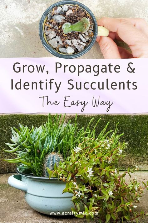 Water-wise succulents are easy to grow making them the ideal choice for any garden. There are thousands of different species, each with their own unique colors, textures, and shapes. This article shares some of my secrets to identifying them along with tips to propagate them. #ACraftyMix Identifying Succulents, Repot Succulents, How To Propagate Succulents, Propagate Succulents From Leaves, Propagate Succulents, Succulent Collection, Propagating Succulents, Succulent Soil, Growing Succulents