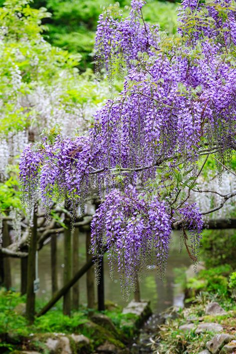 Controlling Or Getting Rid Of Wisteria Plant Experiments, Wisteria Vines, Wisteria Tree, Growing Vines, Garden Shrubs, Container Flowers, Garden Tips, Flowering Vines, Growing Flowers