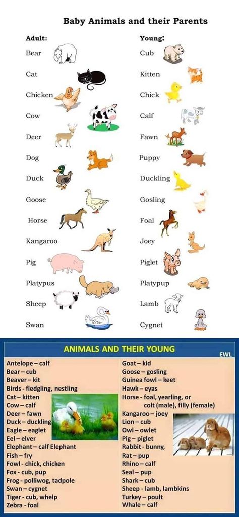 English Vocabulary List, Animals Name In English, Teach English To Kids, Teaching English Grammar, Learning English For Kids, English Vocab, Kids English, English Language Teaching, English Writing Skills