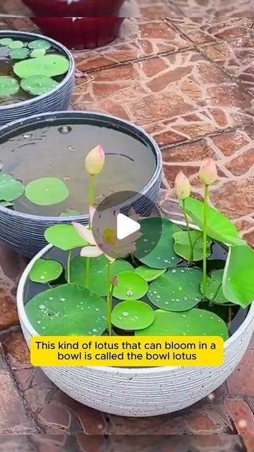 How To Grow Hydroponic Plants, Bowl Lotus Plant, Bowl Lotus, Lotus Flower Seeds, Seeds Benefits, Lotus Garden, Lotus Seed, Lotus Plant, Lotus Blossom