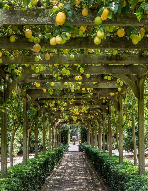 Orchards — Ganna Walska Lotusland Edible Front Yard, Eureka Lemon Tree, Garden To Table, Gardening Food, Montecito California, Guava Tree, Edible Landscape, Golden Garden, Topiary Garden