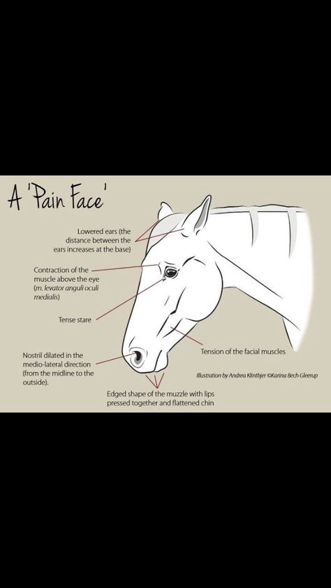 How to tell if your horse is in pain by facial expressions. Leg Care, Horse Behavior, Equine Care, Horse Lessons, Healthy Horses, Horse Facts, Horse Info, Horse Riding Tips, Horse Anatomy