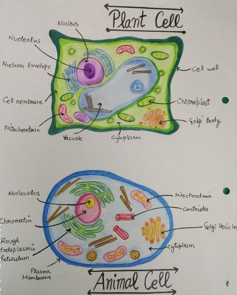 Animal Cell And Plant Cell, Learn Biology, Study Biology, School Study Ideas, Nursing School Motivation, Biology Facts, Study Tips For Students, High School Life Hacks, Medical Student Study