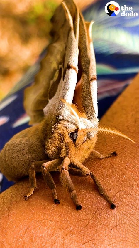 Giant Moth Trusts Her Rescuer To Raise Her Babies | Woman rescues a giant moth — who says thanks by leaving her a life-changing gift ❤️ | By The Dodo | Facebook Baby Moth, Poodle Moth, Giant Moth, Followers On Tiktok, Cute Moth, Moth Caterpillar, Cool Bugs, Magic Quotes, Friends Funny Moments