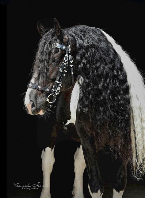 Horse Friesian, Kathiyawadi Horse, Pinto Horses, Horse Info, Pinto Horse, Friesian Horse, Lovely Creatures, All The Pretty Horses, Horse Crazy