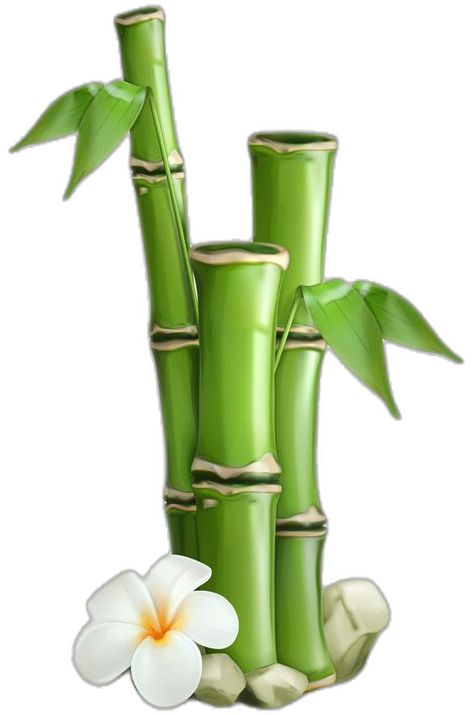 Bamboo Vector, Bamboo Drawing, Stop Frame Animation, Flower Picture Frames, 60th Birthday Cakes, Photoshop Backgrounds Free, Diy Wall Painting, Flower Vector, Bamboo Tree