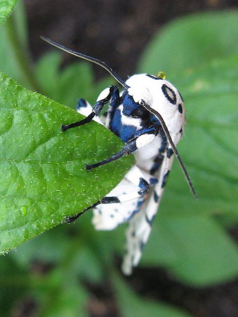 Giant Leopard Moth. Moth Photography, Leucistic Luna Moth, Giant Moth, Leopard Moth, Pacific Green Sphinx Moth, Giant Leopard Moth, Cute Moth, Types Of Insects, Moth Caterpillar