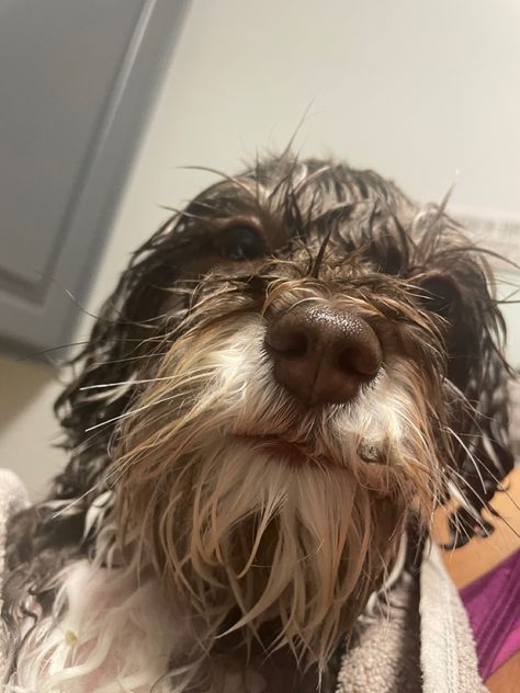 Little wet rat dog takes a bath Wet Rat Dog, Wet Rat, Rat Dog, Wet Dog, Random Pictures, Rats, Random Things, Bath, Dogs