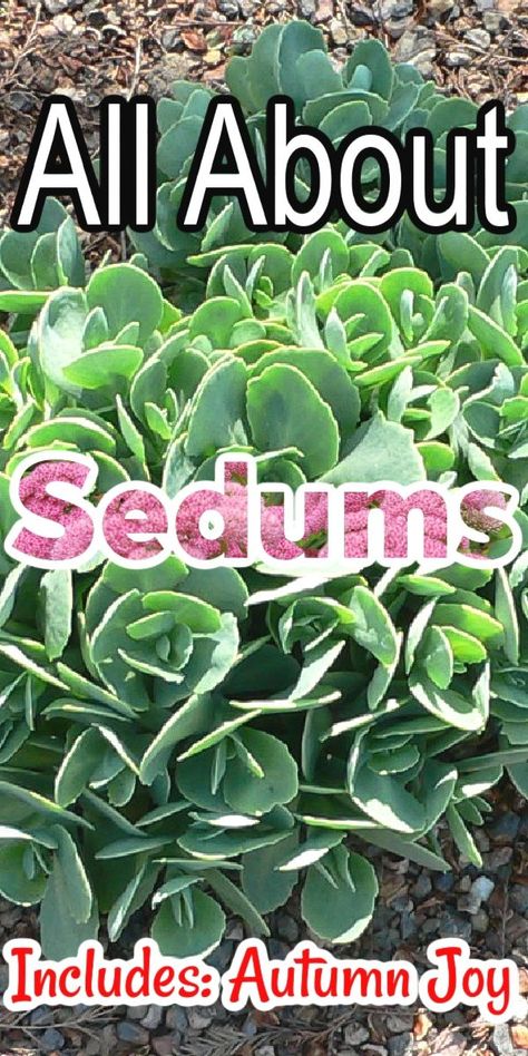 Sedum Ground Cover, Sedum Autumn Joy, Sedum Garden, Lavender Plant Care, Plants Under Trees, Sedum Plant, Water Wise Plants, Thrifty Thursday, Homestead Gardens