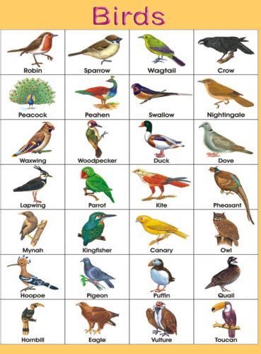 Color Name List, List Of Colors - English Grammar Here Bird Chart For Preschool, Birds Chart For Preschool, Birds Chart, Birds Name List, Bird Pic, Birds Name, Birds Pics, Wild Animals List, Names Of Birds