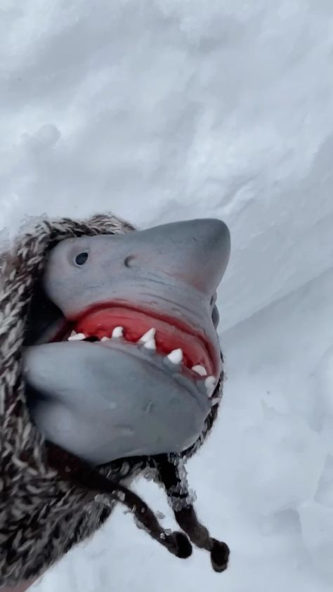 the.shark.puppet on Instagram: SNOWBALL FIGHT!!!!! Shark Puppet, Autumn Core, Goofy Ahh, The Shark, Puppets, Animals, On Instagram, Quick Saves, Instagram