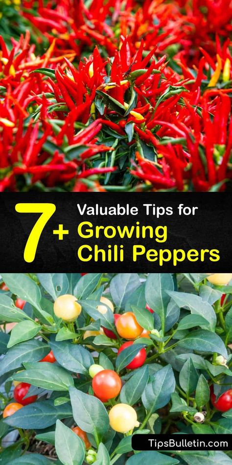 Chili Plants Growing Tips, Hot Chili Peppers, Pepper Farming, Growing Chili Peppers, Veg Growing, Yellow Chili Peppers, Chili Pepper Plant, Pepper Growing, Growing Hot Pepper