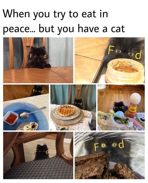 Food Cat Owner, Funny Animal Memes, Animal Jokes, Grumpy Cat, Silly Cats, Funny Animal, Cat Food, Cute Little Animals, Animal Memes