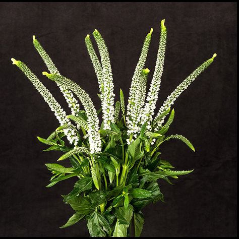 White Veronica Flower, Veronica Flower Arrangement, Veronica White Flower, Veronica Flower, Veronica White, White Veronica, White Flower Bouquet, January 2025, Halloween Party Themes