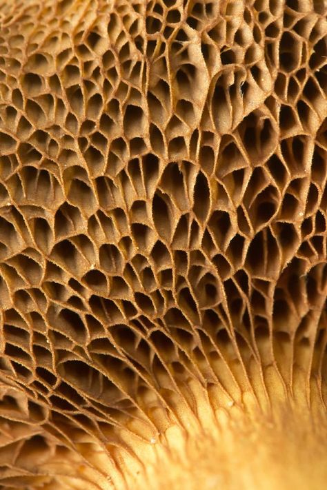 Design II Voronoi Pattern, Mushroom Nature, Texture Nature, Nature Texture, Foto Macro, Natural Structures, Texture Inspiration, Organic Forms, Organic Pattern