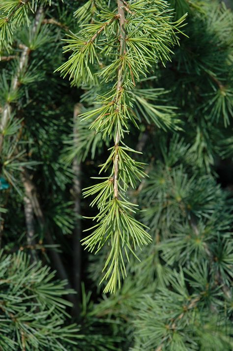 Deodar Cedar, Cedrus Deodara, Landscape Nursery, New Garden, Plant Tree, Evergreen Trees, Winston Salem, Bluish Green, Garden Trees