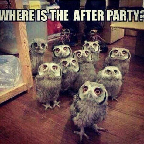 Where is the after party? Harry Potter Memes, Funny Animal Pictures, Tierischer Humor, Little Owls, Tootsie Pop, Funny Owls, E Card, 귀여운 동물, Bones Funny