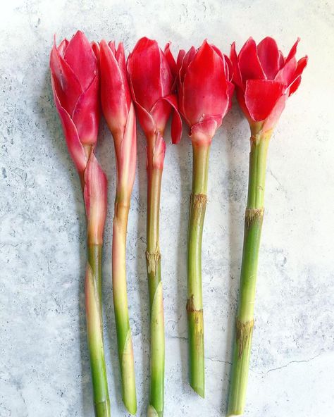 @foodbyfiat shared a photo on Instagram: ““Fresh Torch Ginger Flower” One of our signature ingredients with many uses. Torch ginger flower has delicious & pleasantly sour petals…” • Feb 4, 2021 at 10:29pm UTC Water Lilly Aesthetic, Lilly Aesthetic, Lilly Flower Drawing, Flower Lilly, Torch Ginger Flower, Red Lily Flower, Lily Water, Lilly Pond, Torch Ginger