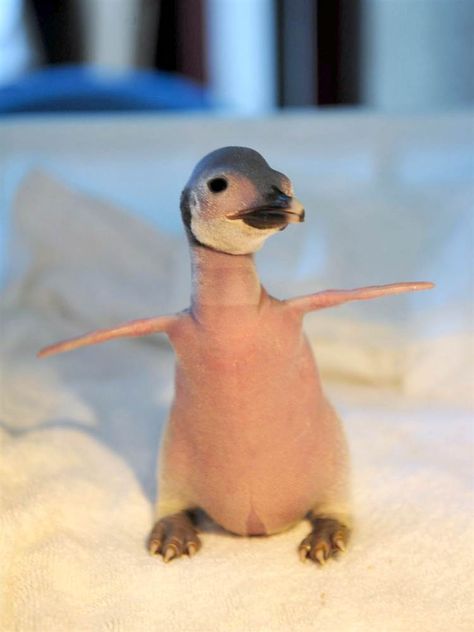 Bald penguin Animals