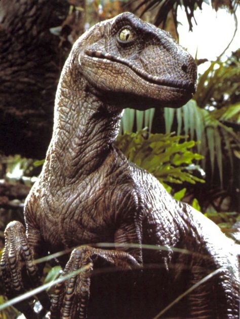 Profile Velociraptor Jurassic Park, Jurassic Park Raptor, Jurassic Park 1993, Jurrasic Park, Michael Crichton, Jurassic World Dinosaurs, Falling Kingdoms, Extinct Animals, Dinosaur Fossils