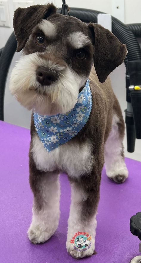 Schnauzer Haircut, Schnauzer Cut, White Miniature Schnauzer, Schnoodle Dog, Puppy Development, Schnauzer Grooming, Dog Grooming Styles, Mini Schnauzer Puppies, Puppy Cut