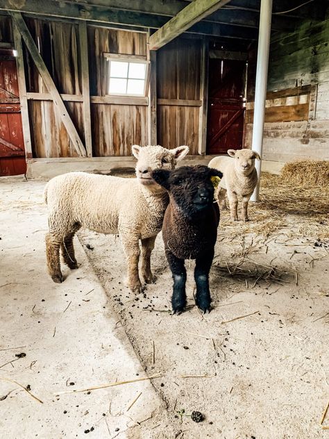 Our Farm Babies Are Here! - Midcounty Journal Babydoll Sheep, Baby Farm Animals, Baby Sheep, Future Farms, Farm Lifestyle, Farm Baby, Dream Symbols, Mini Farm, Sheep Farm