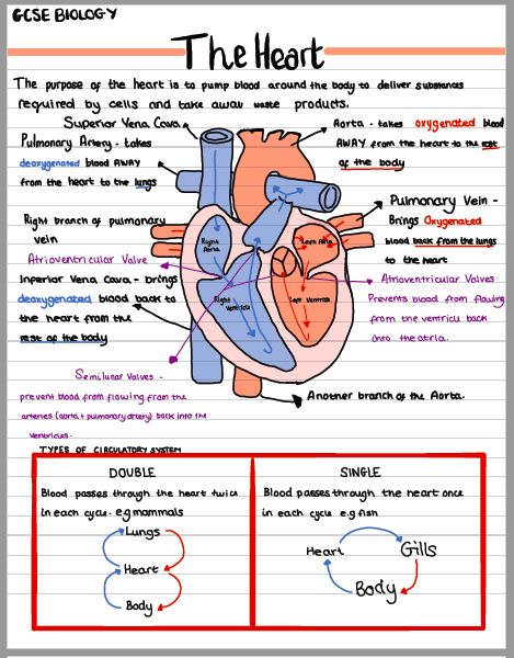 Study Notes For Science, Heart Class 10, The Heart Anatomy Notes, Heart Diagram Aesthetic Notes, Human Body Systems Notes Aesthetic, Human Heart Notes Class 10, The Heart Biology Notes, Cardiology Notes Medical, Anatomy Of Heart Notes