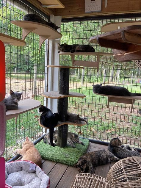 Cat Shelter Ideas, Cat Sanctuary Ideas, Cathouse Outdoor, Cat Cage Ideas, Cat Room Outdoor, Catios Ideas For Cats, Cattery Ideas, Cat Hideout, Cat House Design