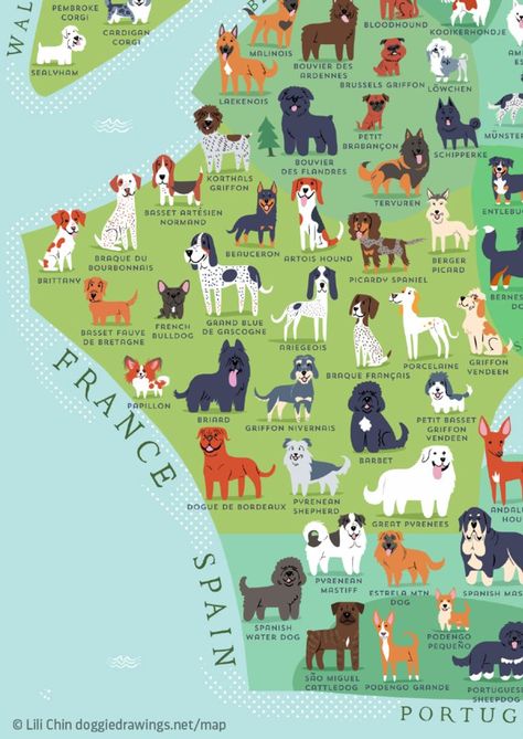 Over 40% of the world's dog breeds come from these 3 countries British Dog Breeds, Welsh Sheepdog, Dog Infographic, British Dog, Bouviers Des Flandres, Diy Pet Toys, The World Map, French Poodles, Corgi Pembroke