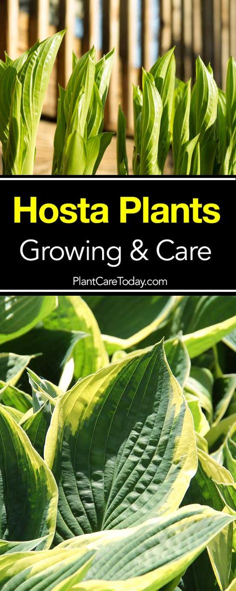 Perennial favorite hosta plants with their easy care and lush foliage make them perfect plants for a low maintenance garden. [LEARN MORE] Hosta Care, Hosta Plants, Low Maintenance Landscaping, Low Maintenance Garden, Home Vegetable Garden, Landscaping Tips, Perfect Plants, Shade Plants, Décor Diy