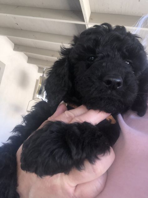 Golden Doodle Black, Black Golden Doodle, Goldendoodle Black, Goldendoodle Miniature, Golden Doodles, Newborn Puppies, Animal Babies, Dog Mommy, Very Cute Puppies