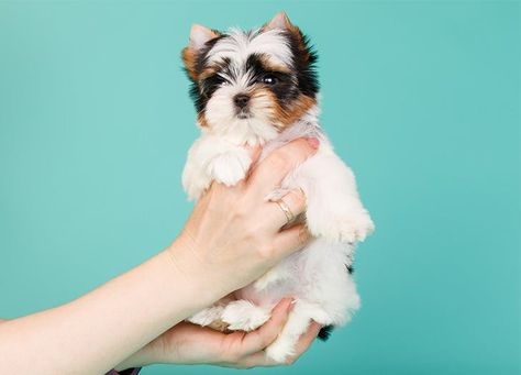 15 of the Smallest Dog Breeds for All Your Petite Pup Needs – PureWow Smallest Dog Breeds, Smallest Dog, Coton De Tulear Dogs, Tiny Dog Breeds, Best Small Dogs, Spaniel Breeds, Toy Dog Breeds, Dog Breeds List, Huge Dogs