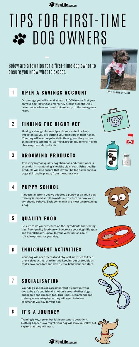 Are you hoping for a new puppy as the perfect Valentines gift?? Here's a handy fact sheet with great tips for first time dog owners. Puppy Checklist, Dogs Tips, Dog Breeding, Dog Pitbull, Puppies Tips, Dog Health Tips, Dog Tips, Dog Health Care, Dog Care Tips