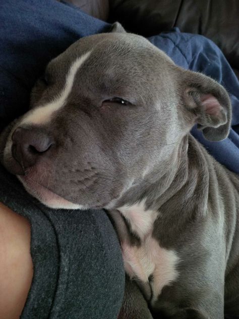 Grey Pitbull Puppy, Pitbulls Grey, Pitbull Grey, Blue Pitbull Puppy, Grey Pitbull Puppies, Grey Pitbull, Female Pitbull, Pitbull Blue, Staffy Dog