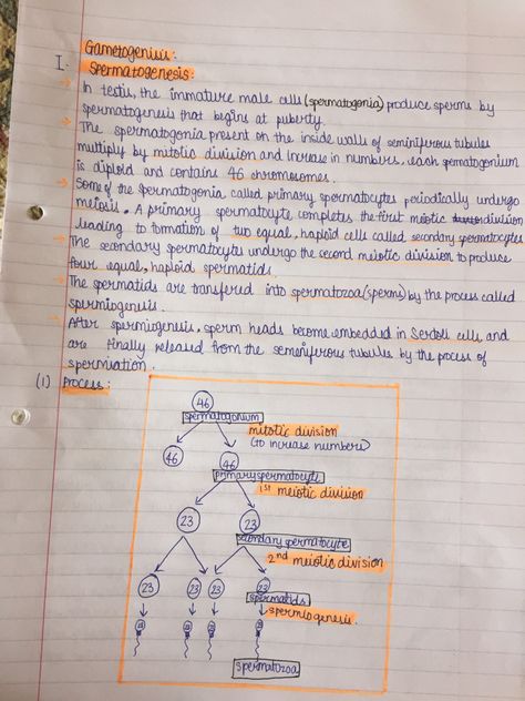 This pin contains detailed notes on the poccess of spermatogenesis Spermatogenesis Diagram, Spermatogenesis Notes, Human Reproduction Notes Class 12, Human Reproduction Notes, Class 12 Biology Notes, Neet Preparation, Human Reproduction, Bio Notes, Neet Notes