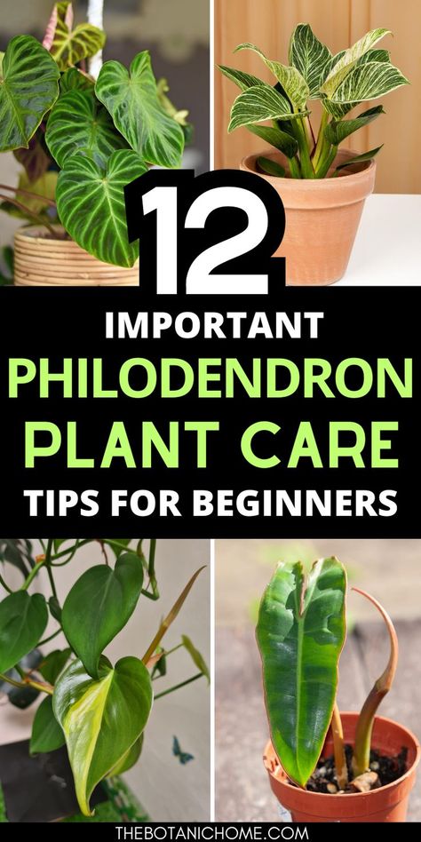 A vibrant Philodendron Birkin displayed indoors, showcasing the beauty of healthy Philodendron Plants with dark green leaves, perfect for any home gardener seeking Philodendron Plant Care. Philodendron Plant Care, Philodendron Birkin, Philodendron Care, Low Light House Plants, Heart Leaf Philodendron, Indoor Plants Styling, Easy House Plants, Planting Tips, Plant Care Tips