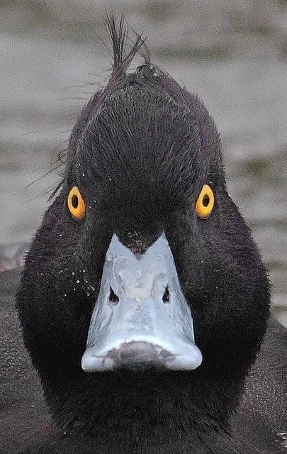 Mad Tufted  Duck ~ By Keith Marshall.   "You call me bird again we're done! I'm duck...got it?" Bird Images, Duck Photo, Black Duck, Quack Quack, Funny Duck, A Duck, 웃긴 사진, Duck Hunting, All Birds