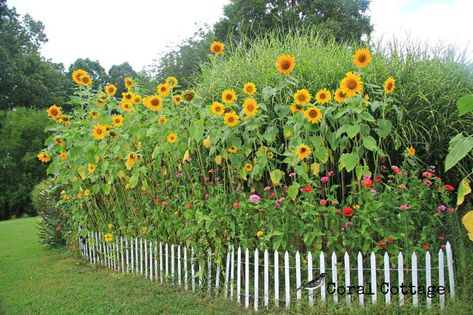 sunflower garden | Red Dirt Farm Sun Flower Garden Ideas, Sun Flower Garden, Commercial Aquaponics, Flower Garden Ideas, Full Sun Flowers, Zinnia Garden, Vertical Farming, Sunflower Garden, Aquaponics System