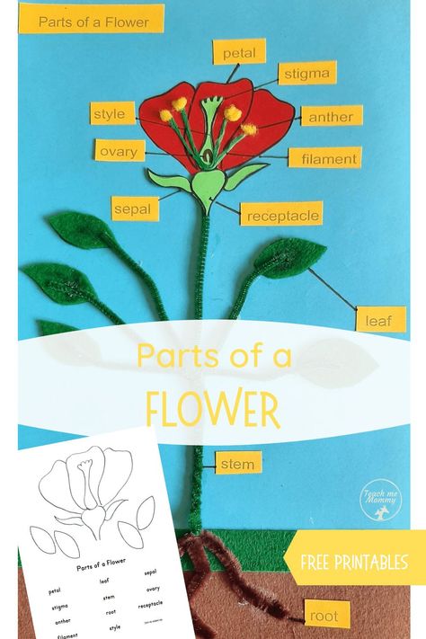 Parts of a Flower Craft with free printable labels! #funlearning #freebies #teachmemommydotcom Montessori, Parts Of A Flower Craft, Parts Of A Plant Craft, Parts Of Speech Games, Flower Science, Flowers For Kids, Teaching Stem, Plant Crafts, Parts Of A Flower