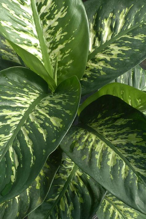 9 Best Large Indoor Plants for Making a Big Statement Large House Plants Indoor, Big Leaf Indoor Plant, Big House Plants, Large Leaf Plants, Big Leaf Plants, Indoor Plant Lights, Plants Outside, Big Indoor Plants, Majesty Palm