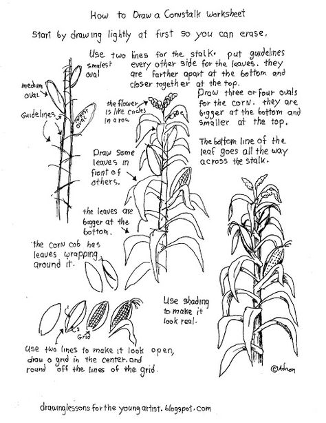 Free printable How To Draw A Corn Stalk Worksheet Self Esteem Worksheets, Corn Stalks, Nature Sketch, Theme Nature, Parent Teacher, Gain Confidence, Easy Drawing, Nature Journal, Drawing Practice