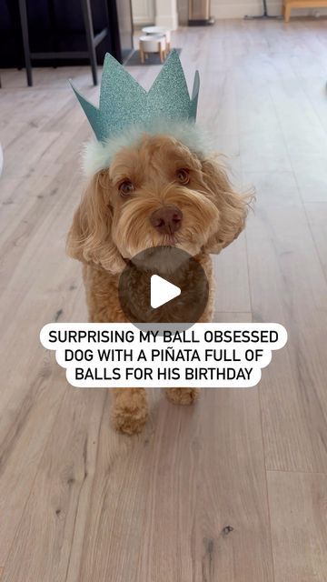 Sampson & Michele Miller on Instagram: "HAPPY 7th BIRTHDAY to the most ball obsessed dood on the internet! 🥳 I just can’t believe he is 7! Cheers to another 7+ years full of howls, ball pit messes, frisbee catching, sock stealing, and puppy love! And I hope all of you will be here for it 💙

#happybirthday #doglife #piñata #ballislife #doglovers #dogmom #dogdad #dogbirthday #dogsarefamily" Pinata For Dogs Diy, Puppy Pinata, Dog Ball Pit, Dog Pinata, Dog Birthday Party Ideas, Happy 7th Birthday, Dog Birthday Party, Dog Ball, Dog Party