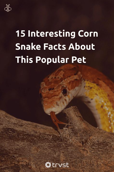 Cornsnakes Habitat, Corn Snake Care, Corn Snake Enclosure Ideas, Corn Snakes, When To Get Pregnant, California King Snake, Red Rat, Snake Facts, Snake Enclosure